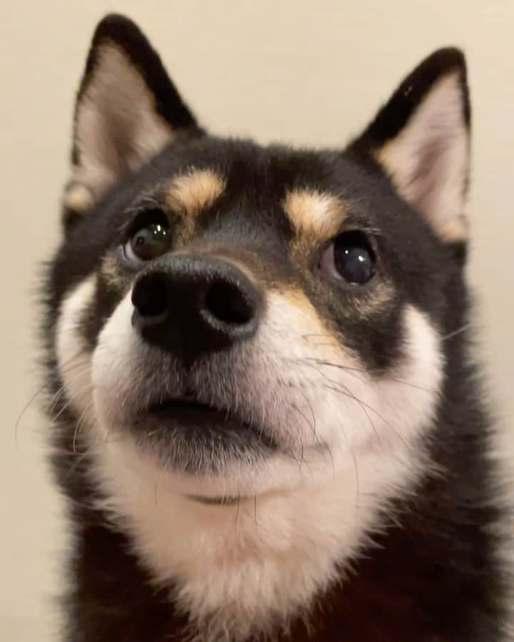 まめ丸のインスタグラム：「* * えっ❓ ティッシュをイタズラしたのだぁれって🐶❓ ぼくしらなーい🐶👅 #ちび丸くんじゃないの * 👩Who is responsible for this❓ 🐶Not me💦 * #赤ちゃんはティッシュすきだもんね #えっもくげきしゃがいるの🐶💦 #弟のせいにするお兄ちゃん * #柴犬#豆柴#柴#黒柴#犬#しばいぬ#shiba#shibainu#shibastagram#shibadog#puppy#instadog#dogstagram#dog#instashiba#blackshiba#petstagram#pet#cutepetclub#강아지#멍스타그램#boopthesnoot#doglover#ilovemydog#weeklyfluff」