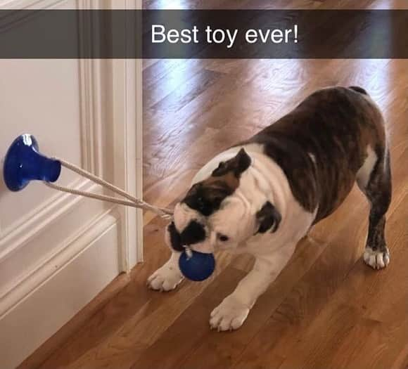 Pit Bull - Fansさんのインスタグラム写真 - (Pit Bull - FansInstagram)「🙀 OMG!! @indigopetco is having a 75% Off Holiday SALE ENDING NOW!! - @indigopetco has the Best-Selling Suction Cup Dog Toy that will keep your dog busy for hours! 🎁 Use code: "Holiday" to save! - Tap the link in @indigopetco bio to purchase! ❗️UP TO 75% OFF❗️ - 👉 SHOP NOW: @indigopetco - 20% of profits are donated to animals in need. - Available only @indigopetco 🐶」12月11日 0時02分 - pitbullsfans__