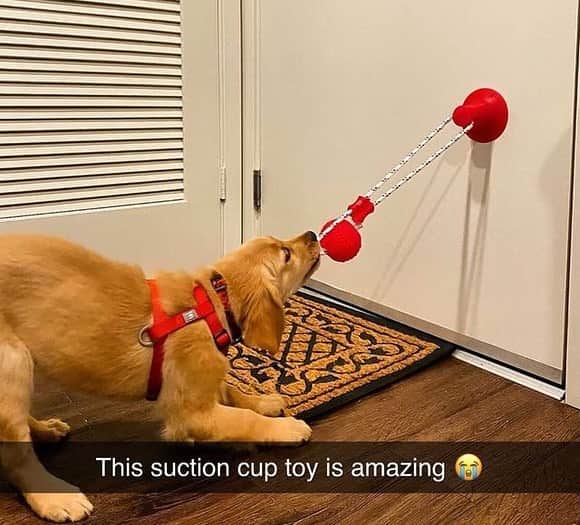 Pit Bull - Fansさんのインスタグラム写真 - (Pit Bull - FansInstagram)「🙀 OMG!! @indigopetco is having a 75% Off Holiday SALE ENDING NOW!! - @indigopetco has the Best-Selling Suction Cup Dog Toy that will keep your dog busy for hours! 🎁 Use code: "Holiday" to save! - Tap the link in @indigopetco bio to purchase! ❗️UP TO 75% OFF❗️ - 👉 SHOP NOW: @indigopetco - 20% of profits are donated to animals in need. - Available only @indigopetco 🐶」12月11日 0時02分 - pitbullsfans__