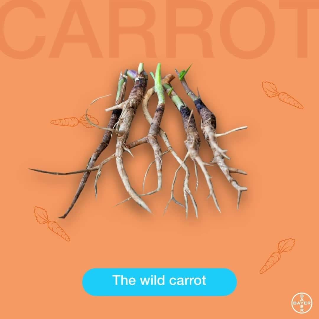 のインスタグラム：「In the wild, carrots are small, brown and bitter. Centuries of selective breeding for desirable traits have given us the carrot we know today. This is true for most fruit and vegetables we enjoy today.   And the success story of plant breeding continues: Agricultural scientists and plant breeders continue to innovate, creating crop varieties adapted to different growing conditions around the world that are more nutritious, more resistant to drought, disease and other forms of environmental stress – faster than ever.  #plantbreeding #fruit #vegetables #HealthForAll #HungerForNoneThe fruit and vegetables we know and enjoy today are the result of centuries of breeding. Curious about how some of your favorite fruits and veggies used to look? You might be surprised.」