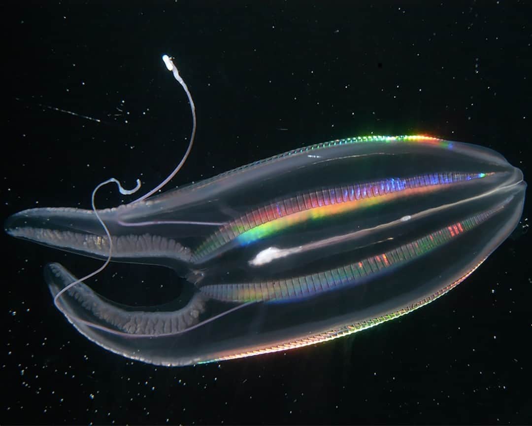 TED Talksのインスタグラム：「Don’t be scared! 😱 We know this jellyfish looks like a monster from a sci-fi thriller — so it’s only fitting it lives in a part of the ocean known as the "twilight zone". Located between 650 to 3,000 feet beneath the surface, this rarely explored region gets almost no sunlight and hovers around a frigid 40°F. “Everything that lives here has amazing adaptations for the challenges of such an extreme environment,” says Woods Hole Oceanographic Institute (@whoi.ocean) ocean scientist Heidi Sosik. Sosik recently joined actor and activist Pierce Brosnan (@piercebrosnanofficial) right here on TED's Instagram page to talk about the twilight zone's surprisingly critical function for our planet — and its crucial role in ocean conservation efforts. Visit our IGTV to watch their full chat! ⁠ PS: Want to see more unreal-looking bottom dwellers? Click the link in our bio! ⁠ ⁠ [Image: Larry Madin / WHOI]」