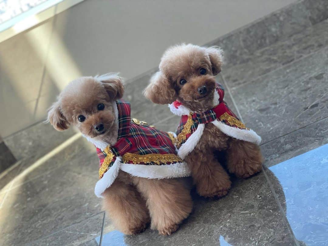 沙月のインスタグラム：「. . 姫達もクリスマスモード🎄💝 . . . #toypoodle  #christmas  #🎄」