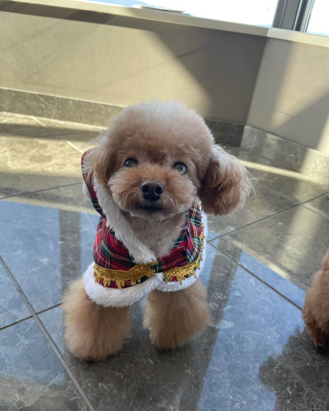 沙月のインスタグラム：「. . りろちゃん👼💝 . . #toypoodle」