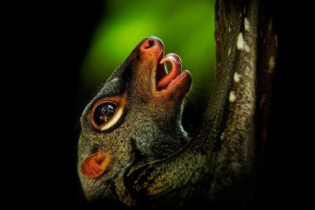 アニマルプラネットさんのインスタグラム写真 - (アニマルプラネットInstagram)「Don't let the name fool you - the Sunda flying lemur isn't an actual lemur! It is a species of colugo, which is more closely related to primates!  . . . . . #sundaflyinglemur #flyinglemur #culogo #sunda #animals #lemurs #mammals #taylorthursdays #animalplanet #photooftheday #pictureoftheday」12月11日 0時20分 - animalplanet