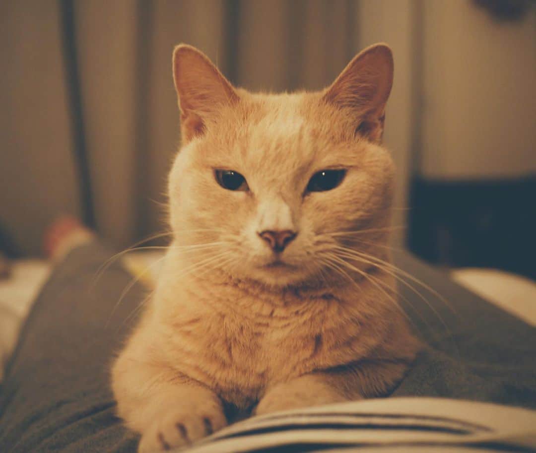松田珠希さんのインスタグラム写真 - (松田珠希Instagram)「sippoのコラム、更新しました。これで水丸さんのコラムは最後となります。今までお読みくださった皆様、本当にありがとうございました☘️ とても沢山の人達に愛されて良かったね、水丸さん。 #水丸さん　#sippo #猫　#コラム　#cat #クリーム猫」12月11日 11時15分 - tamakimatsuda11