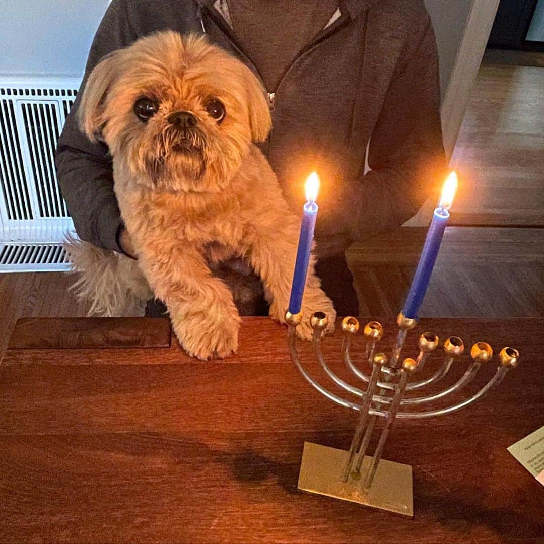 Dougie the Shih Tzuのインスタグラム：「Happy Hanukkah 🕎」
