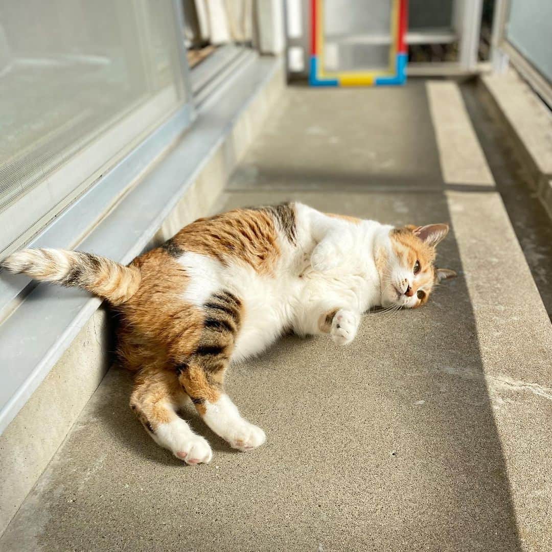山田稔明さんのインスタグラム写真 - (山田稔明Instagram)「おはよ。朝の風景。 #ポチ実 #三毛猫」12月11日 9時55分 - toshiakiyamada