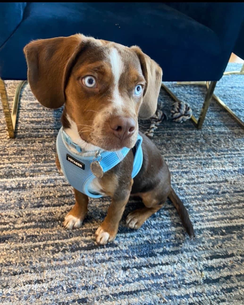 アリー・レイズマンのインスタグラム：「Mylo says Happy Hanukkah!! ☺️」