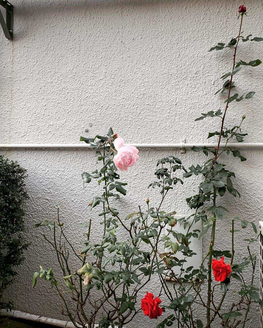 小谷実由さんのインスタグラム写真 - (小谷実由Instagram)「定期観察してるバラ #花壇ウォッチャー」12月11日 10時22分 - omiyuno