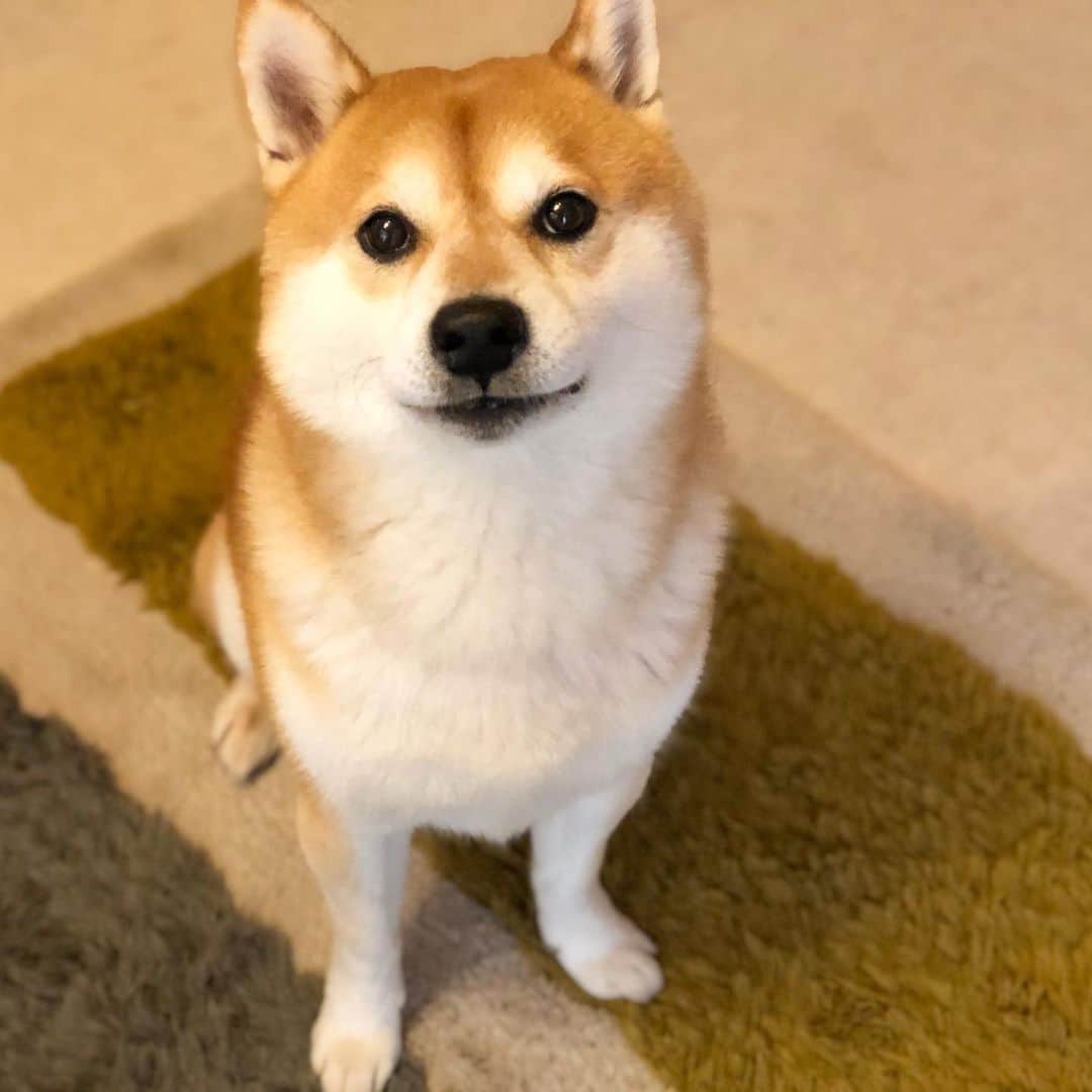 せんべえのインスタグラム