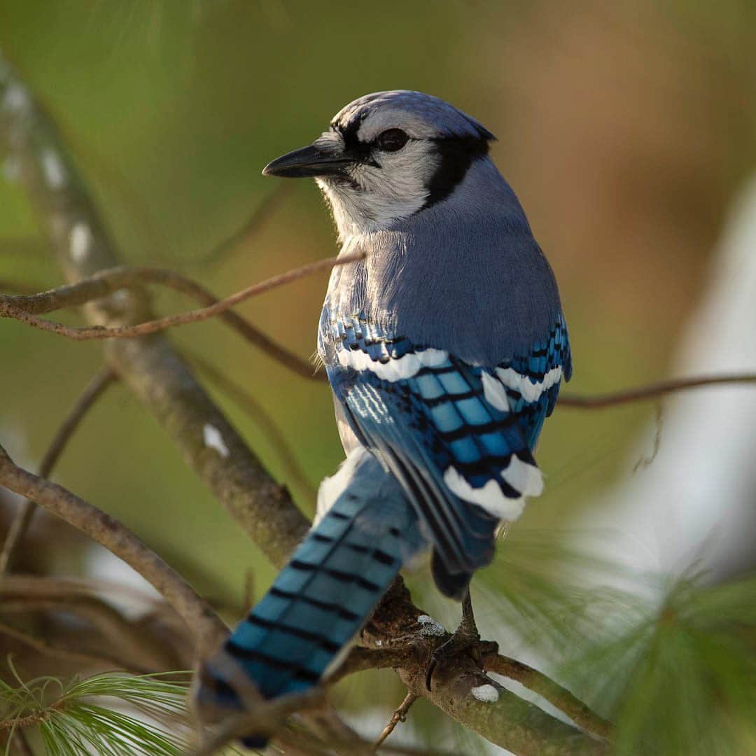 Tim Lamanさんのインスタグラム写真 - (Tim LamanInstagram)「Photos by @TimLaman.  Blue Jay over-the-shoulder look.  Even though I’m in my backyard, I like to photograph birds in their natural environment, so I set up my feeder right at the edge of the woods behind my house, so that I can photograph birds perched in the trees, bushes, and vine tangles (like the second shot) when they are on their way to the feeder.  Even if the images are a little messy in composition, I like the authentic feel in these shots.  What do you think?  Stay tuned here @timlaman and I’ll share some of my #TL_WildlifePhotoTips over the next couple days. - Meanwhile, if you are looking for a holiday gift for a bird or nature lover, take a look at my book store at link in Bio.  Holiday deal is on: buy two books, get the Birds-of-Paradise coloring book free just by asking for it in the comments when you checkout.  www.timlamanfinart.com/books. - #bluejay #birds #nature #wildlife #wildlifephotography #newengland」12月11日 10時17分 - timlaman