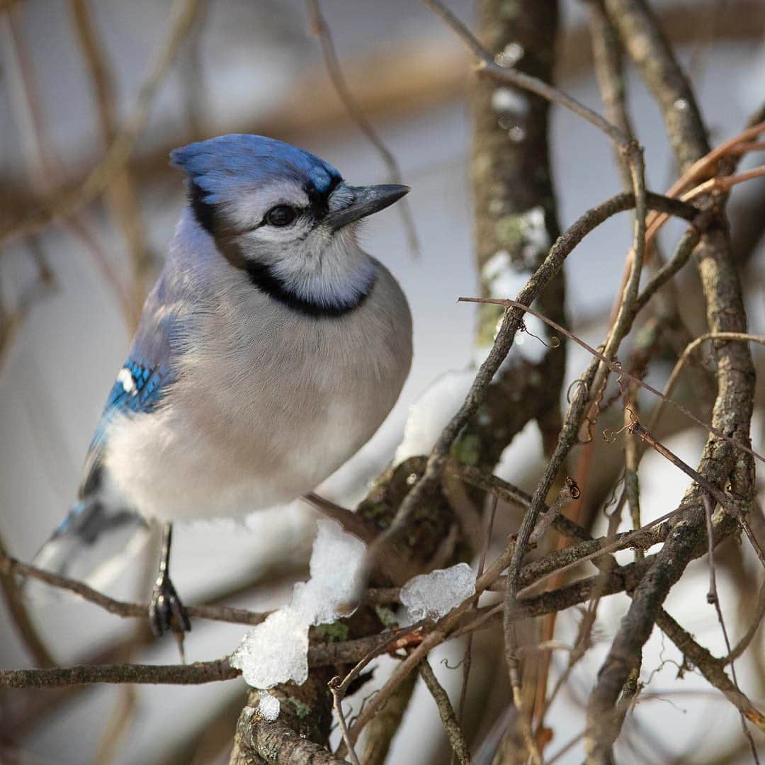 Tim Lamanさんのインスタグラム写真 - (Tim LamanInstagram)「Photos by @TimLaman.  Blue Jay over-the-shoulder look.  Even though I’m in my backyard, I like to photograph birds in their natural environment, so I set up my feeder right at the edge of the woods behind my house, so that I can photograph birds perched in the trees, bushes, and vine tangles (like the second shot) when they are on their way to the feeder.  Even if the images are a little messy in composition, I like the authentic feel in these shots.  What do you think?  Stay tuned here @timlaman and I’ll share some of my #TL_WildlifePhotoTips over the next couple days. - Meanwhile, if you are looking for a holiday gift for a bird or nature lover, take a look at my book store at link in Bio.  Holiday deal is on: buy two books, get the Birds-of-Paradise coloring book free just by asking for it in the comments when you checkout.  www.timlamanfinart.com/books. - #bluejay #birds #nature #wildlife #wildlifephotography #newengland」12月11日 10時17分 - timlaman