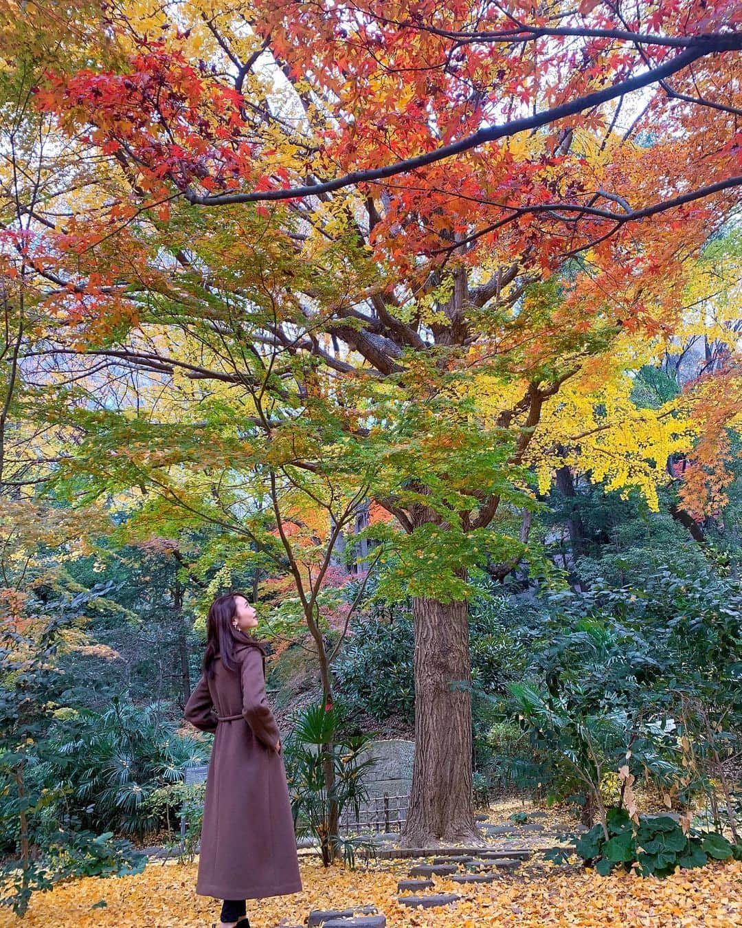 酒井結加さんのインスタグラム写真 - (酒井結加Instagram)「紅葉\(◡̈)/🍁 ・ ・ ・ #秋#紅葉」12月11日 11時05分 - syukas