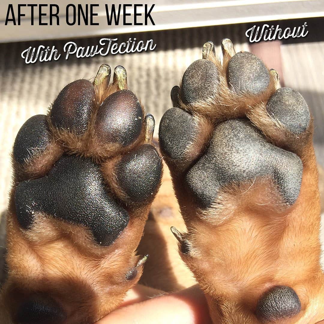Regeneratti&Oliveira Kennelさんのインスタグラム写真 - (Regeneratti&Oliveira KennelInstagram)「Keep paws healthy 🐾 Harsh surfaces & weather conditions can dry out paw pads, causing them to become chapped and cracked. Applying #PawTection before heading outside helps to lock in moisture and keep paws guarded from damage. It really makes a difference! . ⭐ SAVE 20% off @naturaldogcompany with code JMARCOZ at NaturalDog.com  worldwide shipping  ad 📷: @harley_the_belgian_frenchie . . . . . . #frenchiepetsupply #frenchiesofinsta #pugsofinsta #frenchbulldog #frenchiesofinstagram #pug #frenchies #reversibleharness #frenchiehoodie #thedodo #frenchieharness #dogclothes #dogharness #frenchiegram #dogsbeingbasic #frenchieoftheday #instafrenchie #bulldogs #dogstagram #frenchievideo #cutepetclub #bestwoof #frenchies1 #ruffpost #bostonterrier #bostonsofig #animalonearth #dog」12月11日 3時33分 - jmarcoz