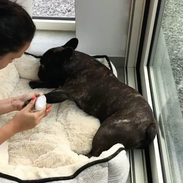 Regeneratti&Oliveira Kennelのインスタグラム：「Keep paws healthy 🐾 Harsh surfaces & weather conditions can dry out paw pads, causing them to become chapped and cracked. Applying #PawTection before heading outside helps to lock in moisture and keep paws guarded from damage. It really makes a difference! . ⭐ SAVE 20% off @naturaldogcompany with code JMARCOZ at NaturalDog.com  worldwide shipping  ad 📷: @harley_the_belgian_frenchie . . . . . . #frenchiepetsupply #frenchiesofinsta #pugsofinsta #frenchbulldog #frenchiesofinstagram #pug #frenchies #reversibleharness #frenchiehoodie #thedodo #frenchieharness #dogclothes #dogharness #frenchiegram #dogsbeingbasic #frenchieoftheday #instafrenchie #bulldogs #dogstagram #frenchievideo #cutepetclub #bestwoof #frenchies1 #ruffpost #bostonterrier #bostonsofig #animalonearth #dog」