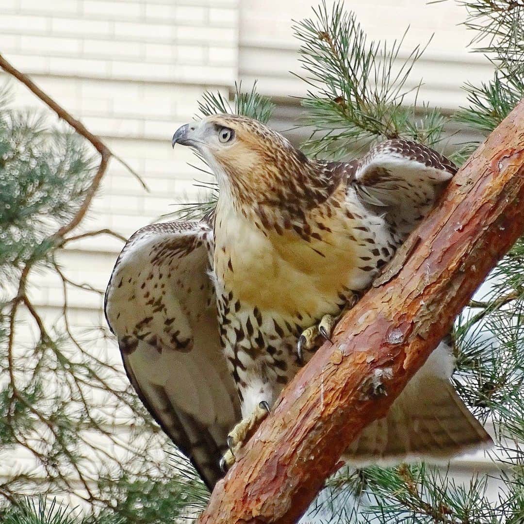 ニューヨーク植物園のインスタグラム：「As a wildlife photographer and self-described "hawk chaser," Pat Gonzalez, an NYBG visitor services attendant, is always on the lookout for our resident Red-tailed Hawks—but there are plenty of other birds to find at the Garden this season, as well. . During your visit, keep an eye out for the Northern Cardinals, Black-capped Chickadees, White-throated Sparrows, and Tufted Titmice that call NYBG home, among the many other birds and mammals that can be spotted here flitting among the trees and scampering through the underbrush. The bare branches in late fall and winter provide the perfect opportunity to see our wildlife in action. Hit the link in our bio to hear more from Pat on her adventures photographing the hawks this year, including the nesting couple who produced a successful pair of hatchlings. . #plantlove #AllInNYC」