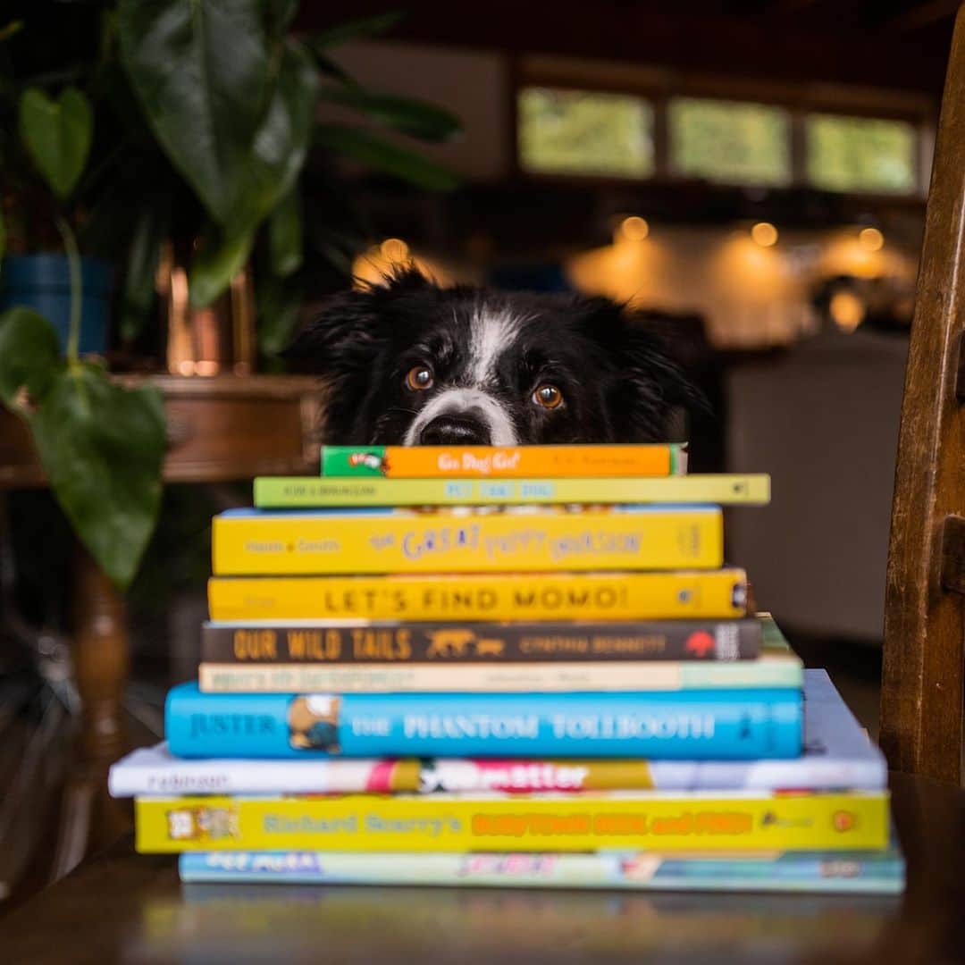 Andrew Knappのインスタグラム：「I made a blog post called “Children’s Books with Dogs Inside” and then I decided to add Momo hiding in them because why not?  Swipe to Find Momo and visit the @QuirkBooks Blog for the list of really great books.」