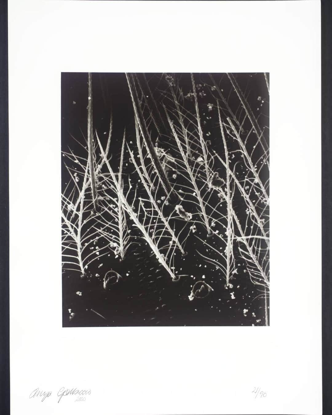 テート・ギャラリーさんのインスタグラム写真 - (テート・ギャラリーInstagram)「Snowy trees in the night-time or a close-up view of spiders' legs?   ​ ​ ​ ​ ​ ​ ​ ​ ​ ​ ​ ​ ​ ​ ​You guessed it! ​🕷️🕷️🕷️🕷️🕷️🕷️🕷️🕷️🕷️🕷️ See Anya Gallaccio's spidery shot up close at @tateliverpool, one of a portfolio of prints collectively entitled 'Bugs', which includes works by Cornelia Parker and Tacita Dean.」12月11日 4時17分 - tate
