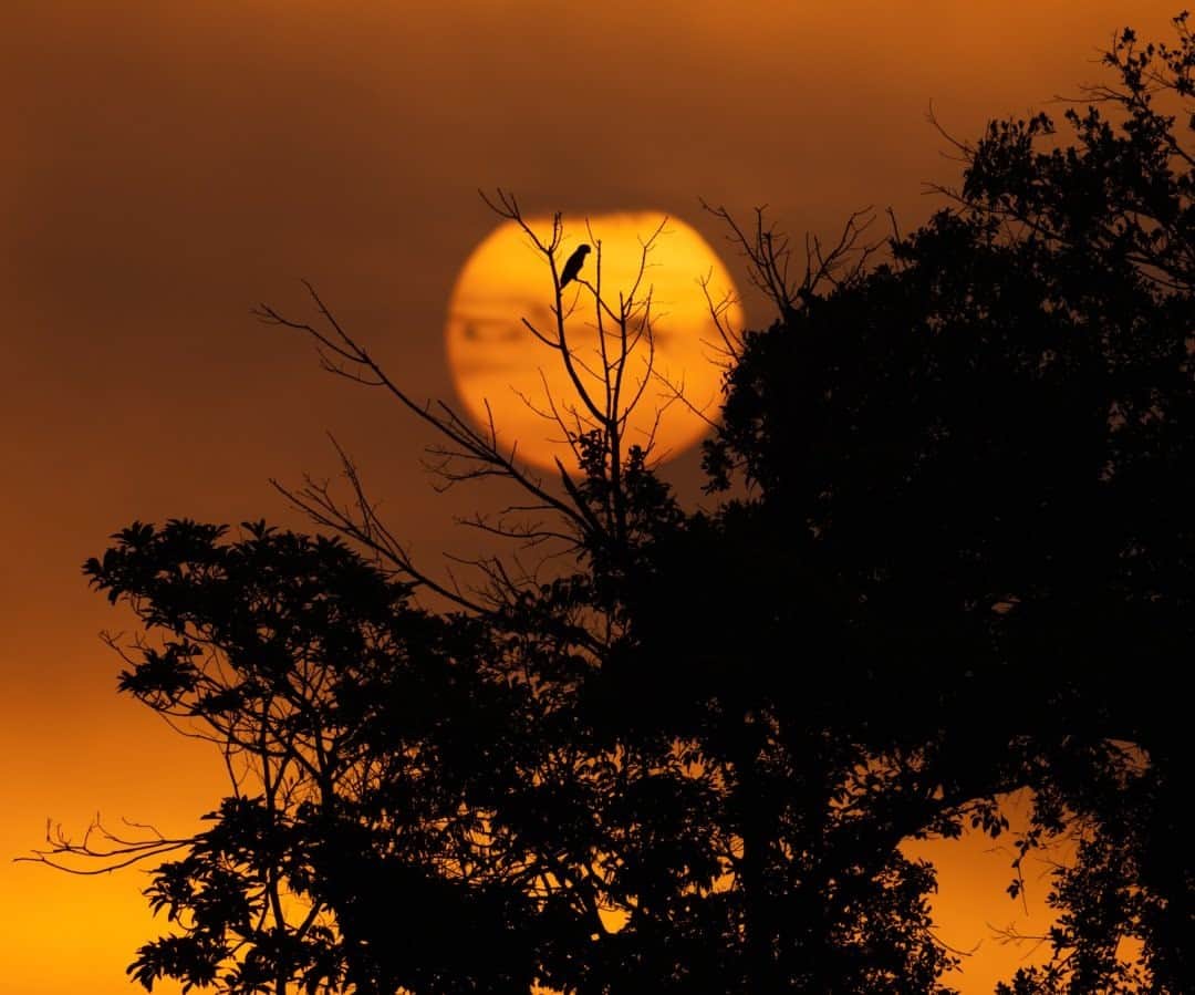 National Geographic Travelさんのインスタグラム写真 - (National Geographic TravelInstagram)「Photo by Keith Ladzinski @ladzinski / A parrot is silhouetted in the rising sun in Brazil's Pantanal. This unique part of the world makes up roughly 3 percent of the planet's wetlands and is home to over 650 species of birds and a wide variety of mammals including jaguars, pumas, giant anteaters, and monkeys. To see more photos from this part of the planet, please visit @ladzinski. #Pantanal」12月11日 4時36分 - natgeotravel