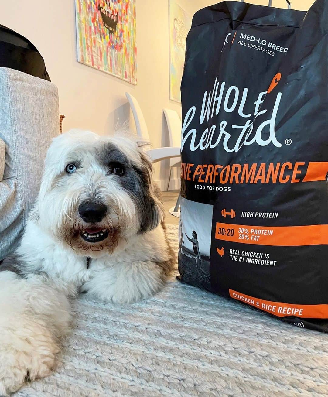 ミシェル・ウィーさんのインスタグラム写真 - (ミシェル・ウィーInstagram)「We’re back! We have been loving Petco’s new WholeHearted Active Performance food and I just love seeing Gatsby so happy and active when we play! Find it in your local @petco store now and see if WholeHearted Active Performance is the right food for your pup to Live 100%! #ad #Petco #wholeheartedpets」12月11日 5時11分 - michellewiewest