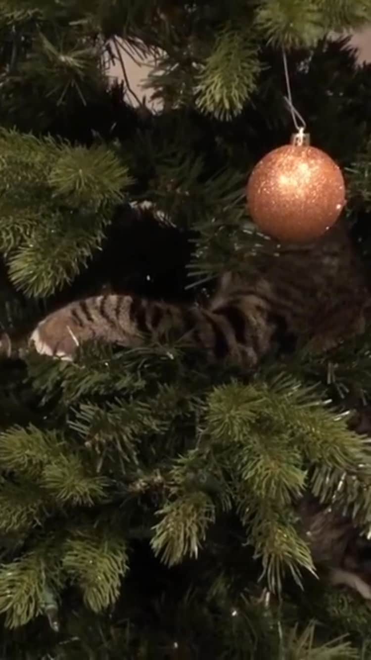 The Cats Of Instagramのインスタグラム：「#Repost • #COIVideoChallenge • @zoey_and_reagan This is the biggest toy Reagan’s ever had and she’s very excited 😻🎄😹」