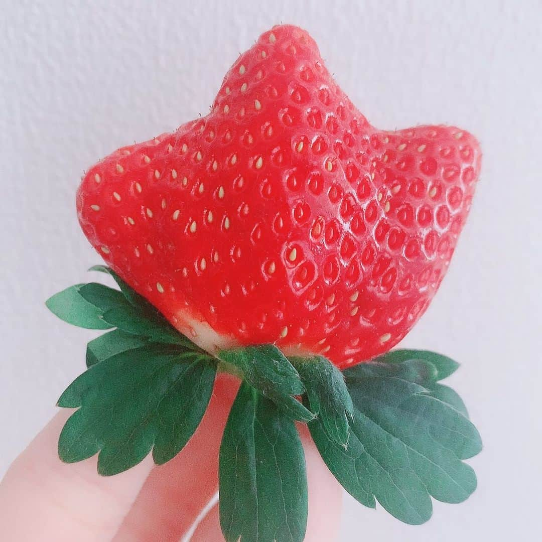 河西美希さんのインスタグラム写真 - (河西美希Instagram)「この季節すき🍓﻿ ﻿ ﻿ ﻿ ﻿ #いちご #形可愛い #あと２つで星になる﻿ #最近毎朝いちごたべてる #イチゴ #苺﻿ #ストロベリー #strawberry #うまうま﻿」12月11日 11時24分 - mikipon1111