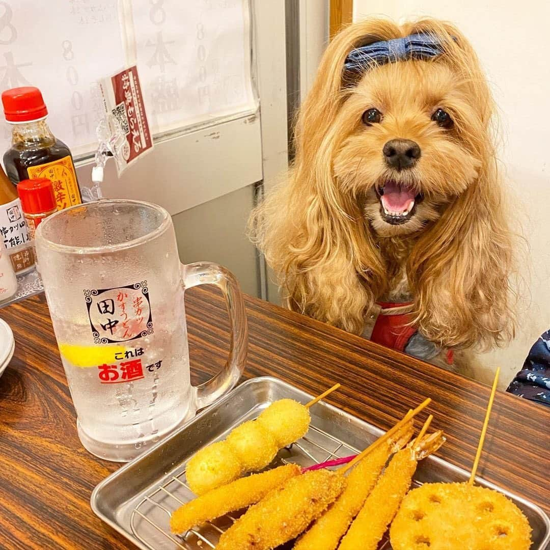 串カツ田中さんのインスタグラム写真 - (串カツ田中Instagram)「. @ruririb さん より 串カツ田中をご利用いただきありがとうございます！✨  チンチロリン、楽しくてついつい頼みたくなっちゃいますよね！ ハイボールだけでなく、人気のサワーでもチンチロリンを楽しめるので、ハイボールが苦手な方にも楽しんでいただけます♬ ※詳しい情報につきましてはHPよりご確認ください。  ----------------------------------------------------- . . 串カツ田中💕 ママはチンチロリンでメガが出てしまい酔っ払いになったぜ✌🏻 ヒャッホー❣️w . . ----------------------------------------------------- . みなさんも #串カツ田中 で投稿してみてくださいね。投稿いただいた素敵なお写真を、串カツ田中の公式アカウントでご紹介させていただいております！ . .#串カツ #串カツ田中 #2度づけ禁止 #揚げたて #大阪伝統の味 #犬#犬のいる暮らし#犬好きな人と繋がりたい#犬バカ部#犬のいる生活#犬との暮らし#ハイボール#犬スタグラム#犬バカ#犬好きさんと繋がりたい#犬ばか部#犬写真#犬かわいい#犬散歩#犬部#犬と一緒#犬と散歩#犬の散歩#犬と休日#サワー#ゾロ目#運試し#犬すたぐらむ#犬派#チンチロリン」12月11日 11時20分 - kushikatsu_tanaka