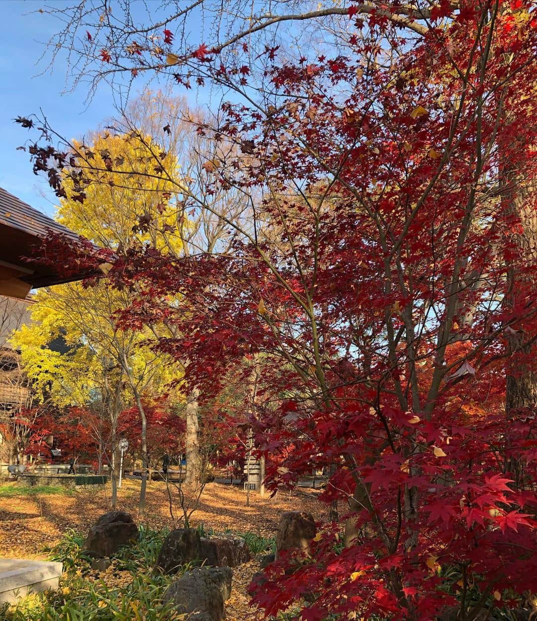 逸見太郎のインスタグラム：「今朝の散歩道🌞  #陽射しが暖かい#紅葉#昨日より眩しい #深まる#autumnleaves#fridaymorning   ここで一句  散歩道　紅葉深まる  冬の朝  ...可もなく不可もなく(･･;)笑」