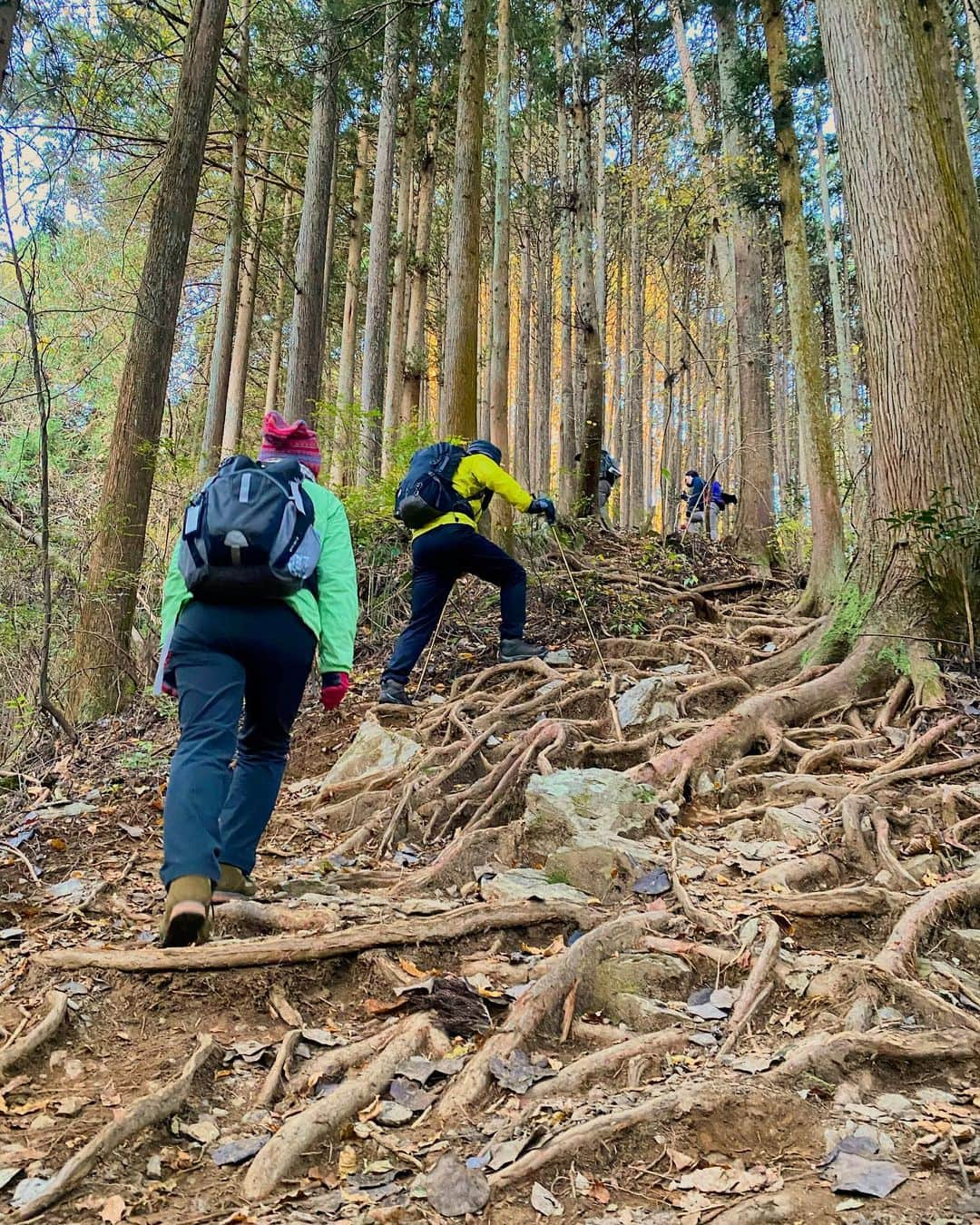 高松いくさんのインスタグラム写真 - (高松いくInstagram)「凄い根の張り方だった😳  凄い生命力🌳  この木のように 歳を重ね  自分が経験した分だけ  生きる力として根を張れている気がする  人に何かできるのも経験かなぁ  人の心に寄り添えるのも経験かなぁ  今日も沢山経験して根強く根を張る  嫌な経験も嬉しい経験も肥やしだー (いつも打ちながら自分に言うてますw)  素敵な一日を🙌😆  #山　から学ぶ #自然 から学ぶ #一生 #毎日　#根を張る   #haveaniceday」12月11日 6時28分 - iku_takamatsu_trip_sup_yoga