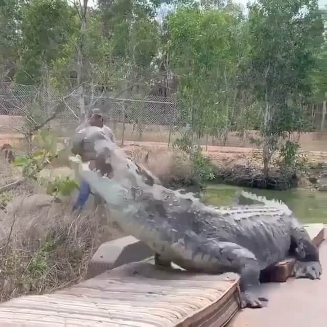 WildLifeのインスタグラム：「@discovercrocodiles 🐊🐊 words by @jayprehistoricpets When I think about World Croc 🐊 day I can only thing about one of the coolest experiences with the first person that comes to my mind when it comes to crocodiles is Matt 💯 he didn’t get the name monster croc wrangler for nothing. We gotta protect these amazing animals, they are too amazing to lose. They have survived for so many years they are literally living dinosaurs and prehistoric it would be silly to not have them on earth so let’s protect them 🙌 there are 24 species of crocodilians and each and every one is so unique and special in its own way, from monster salt water crocs in Australia to dwarf caimans in the Amazon they are all amazing. Thanks again @mattwright for being awesome and doing all that you do when it comes to crocs🐊💚👍👊 . . .  #worldcrocday# instacool #igtv #reptile #insta #love #story #crocodile #alligator #live #happy #pet #style #cool #animallovers」