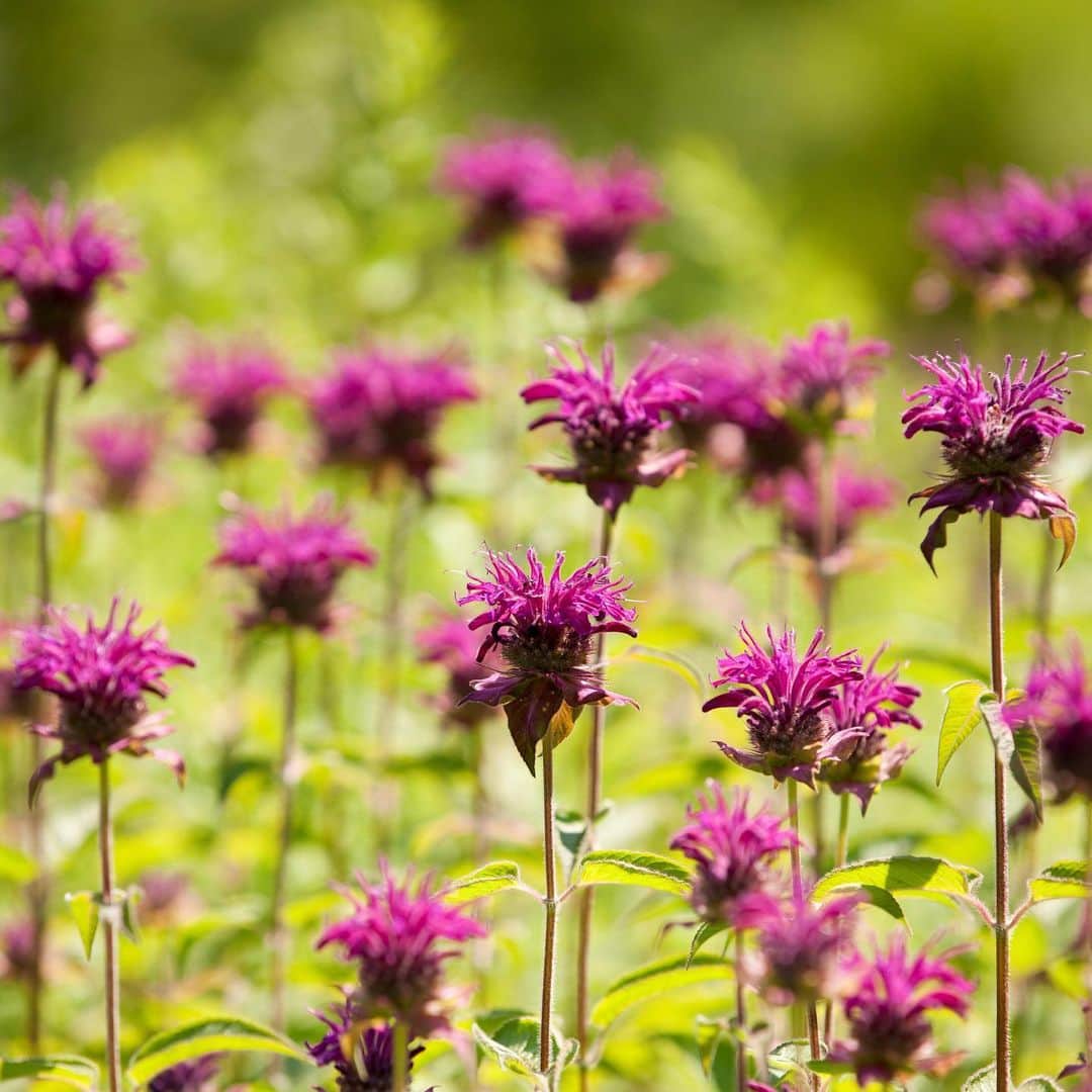 ニューヨーク植物園のインスタグラム：「Don't forget to answer in the form of a question! . If you happened to be watching @Jeopardy last night, you might've caught mention of us in the "Botany" category. Do you know what we define as a non-woody plant, many of which are useful for food or medicine? Check out the clip to find the answer. . #Monarda didyma 'Purple Rooster' #plantlove #nybgathome #museumfromhome」