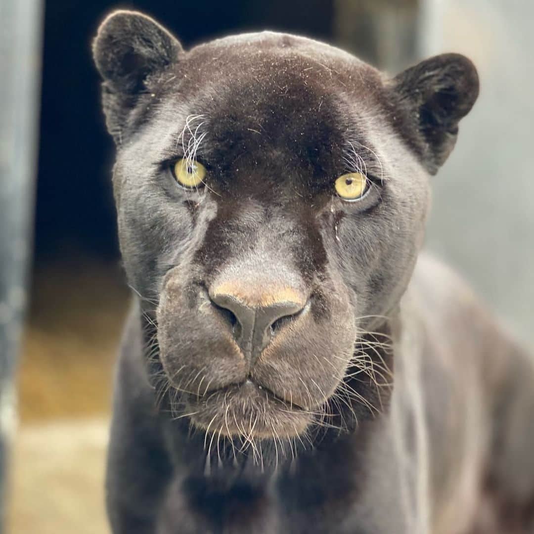 Black Jaguar-White Tiger さんのインスタグラム写真 - (Black Jaguar-White Tiger Instagram)「Kalelito Lindo watches everything :) #BabyKalElBJWT」12月11日 6時51分 - blackjaguarwhitetiger