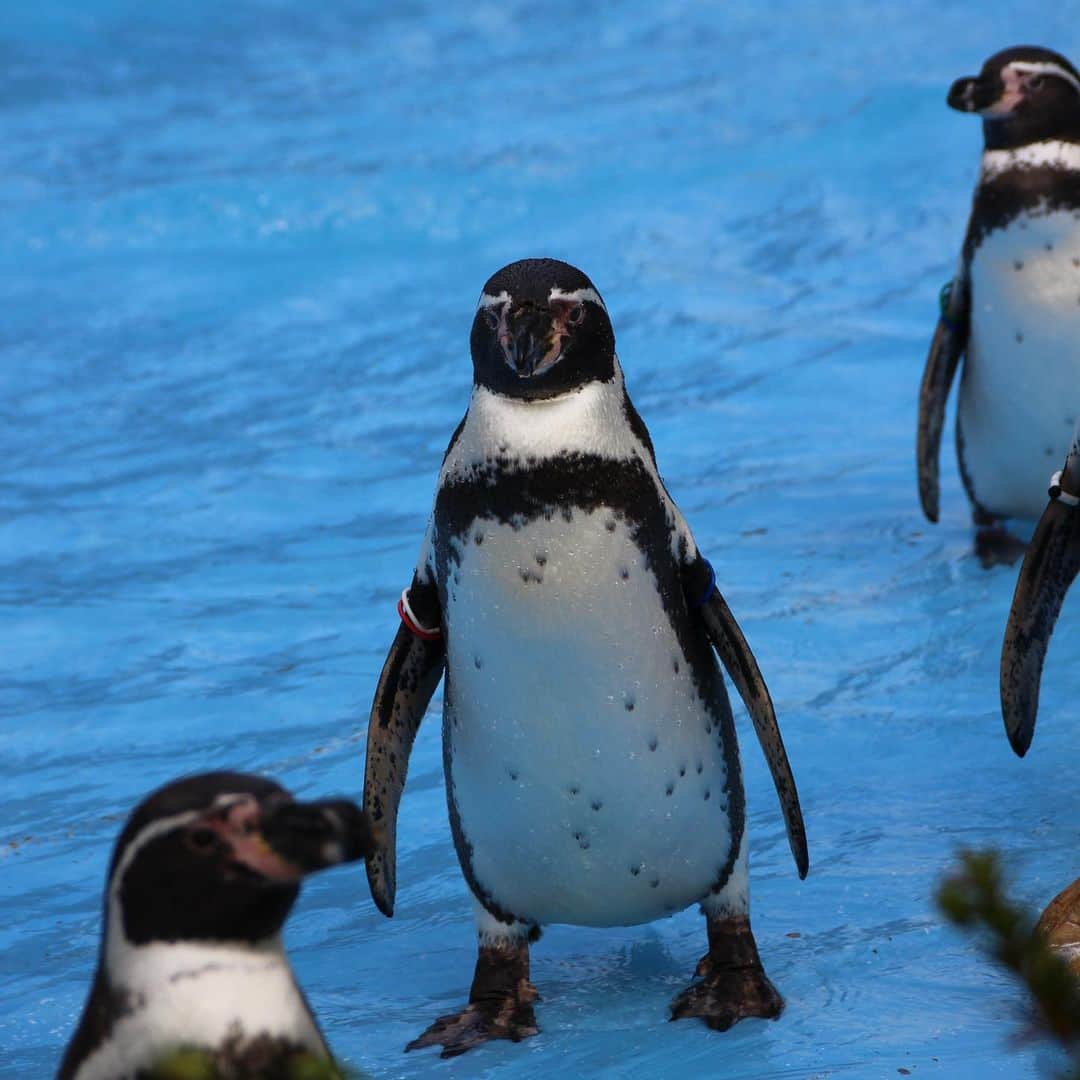 みかんさんのインスタグラム写真 - (みかんInstagram)「. ちょっと寒そうですが💦 可愛いペンギン🐧 . #ペンギン #埼玉こども動物自然公園  #mikanmamatabi」12月11日 7時20分 - aja.ri