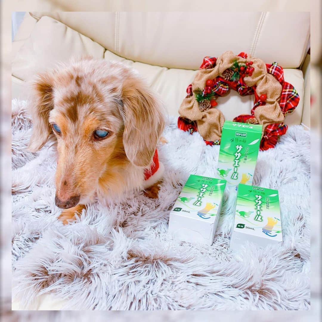 のインスタグラム：「🐶♥️🐶  かれん婆ちゃん🐶✨ 毎日まったりマイペースに 過ごしています🐢  ワンちゃん🐶ネコちゃん🐱と 暮らしている方 可愛い我が子のお口が気になりませんか？  ３歳以上の犬に８割以上が 口腔トラブルを抱えていると言われていて 口内トラブルの多い子は 内臓疾患や免疫力の低下などを 併発するリスクが高いと 言われているそう💦  そんな愛犬や愛猫の「お口ケア」を ササエールが解決してくれるの‪🎋‬  100％国産のクマ笹を抽出したエキスで 添加物・着色料・保存料を 一切使用していないオーガニック製品✨✨  人間でも飲めるヒューマングレード製品で クマ笹は野生の熊が冬眠前に食べて 腸内をきれいしていたという由来から クマ笹と名前がついたらしいよ🧸  液体なので普段の食事や水に混ぜるだけで 簡単に口腔ケアが出来るから 口臭も気にならなくなるし オーガニック製品だから 安心して与えられるの🍀*゜  因みにワンちゃん🐶ネコちゃん🐱以外の 動物にも与えても大丈夫なんだって♡  かれん婆ちゃんには 毎日快適に過ごして欲しいな💕  . #犬の口腔ケア #犬の口臭 #クマ笹エキス#ササエール #犬のいる暮らし #いぬのきもち部 #犬の健康 #犬との暮らし #ミニチュアダックス#ダックスフンド #チョコダップル#シニア犬#愛犬#家族#わんこなしでは生きていけません会」