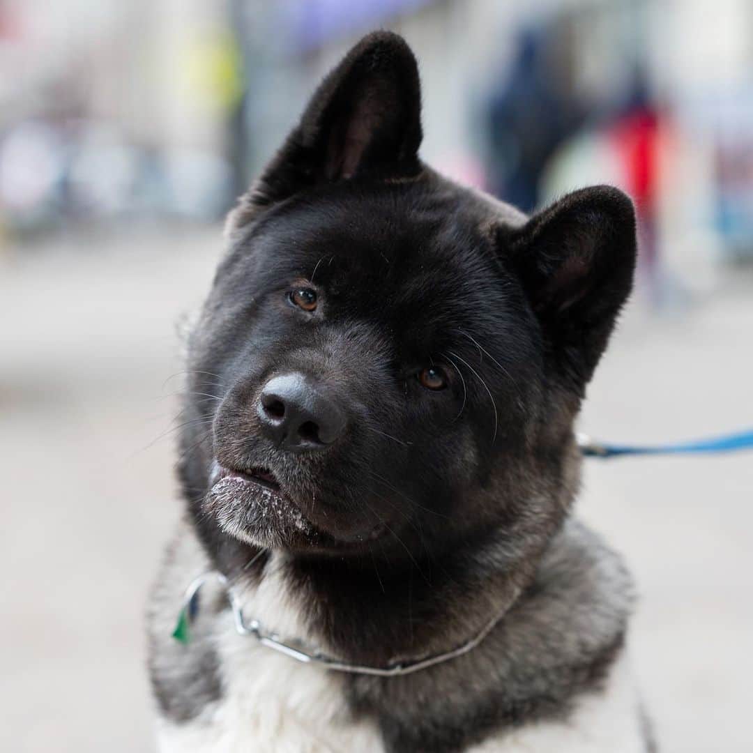 The Dogistさんのインスタグラム写真 - (The DogistInstagram)「Mojo, American Akita (1 y/o), 81st & Broadway, New York, NY • “He thinks he’s a bird dog.”」12月11日 7時45分 - thedogist