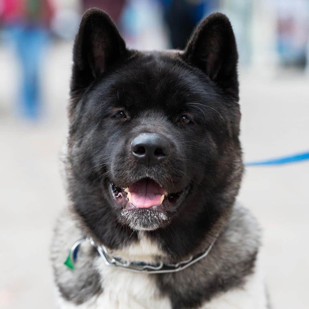 The Dogistさんのインスタグラム写真 - (The DogistInstagram)「Mojo, American Akita (1 y/o), 81st & Broadway, New York, NY • “He thinks he’s a bird dog.”」12月11日 7時45分 - thedogist