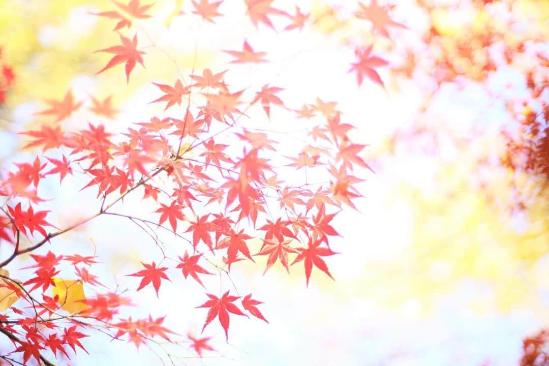 kiccyomuのインスタグラム：「☁️ 2020.12.11 Fri 東京の #紅葉 🍁 #九品仏 の #浄真寺 赤いモミジ🍁が印象的な参道 何度も往復しました😊  🌸金曜日…今日も元気に🤗  location #東京 📷撮影 2020年12月06日」