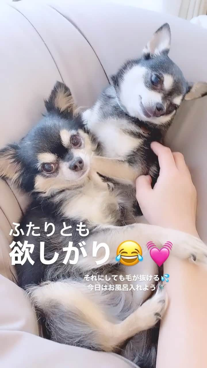 maika_kikitoyjijiのインスタグラム：「ほしがりさん♡ . . #chihuahua  #チワワ #チワワのいる暮らし  #チワワ好きな人と繋がりたい  #欲しがり #抜け毛」