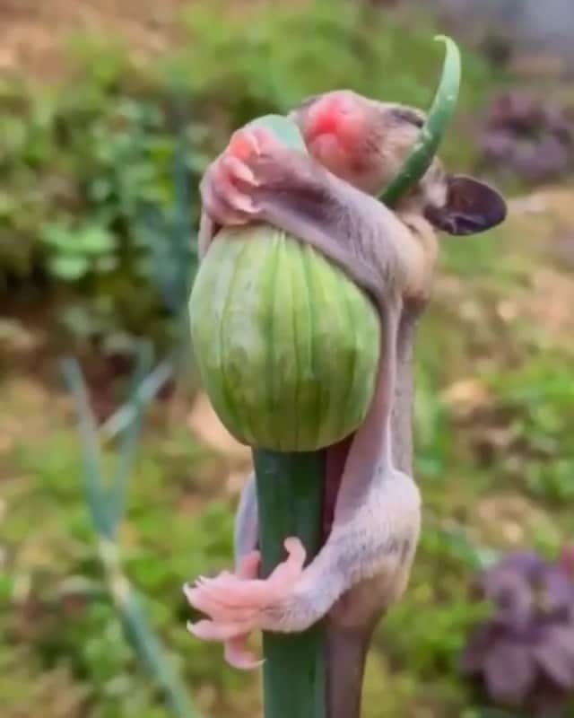のインスタグラム：「Hahhaha」