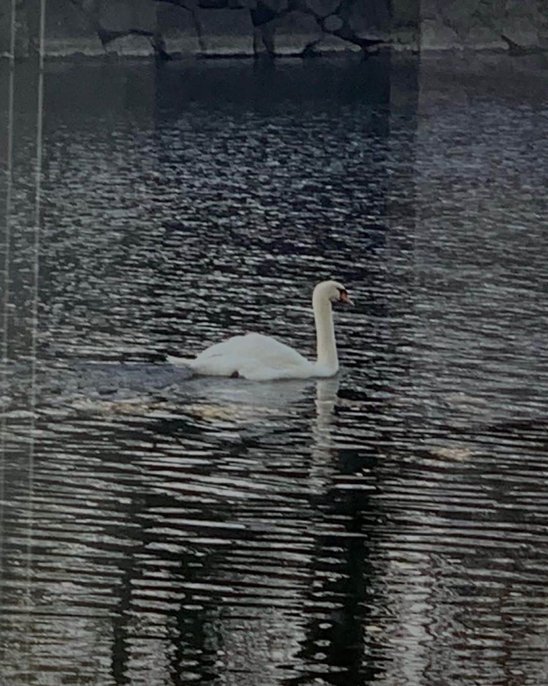 舞雛かのんさんのインスタグラム写真 - (舞雛かのんInstagram)「🤍🦢✨.」12月11日 8時17分 - mizho_601
