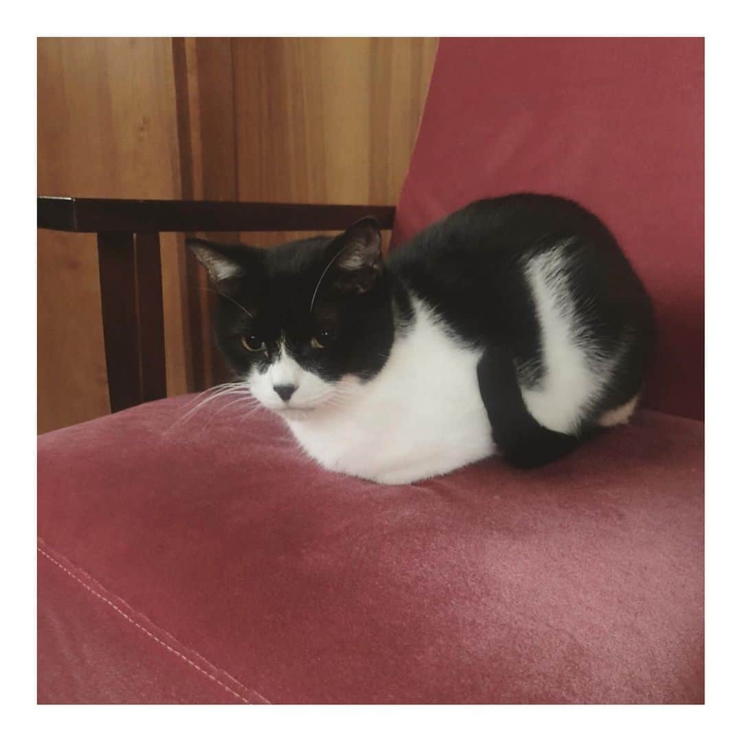 こむぎのインスタグラム：「* ㊗️可愛い可愛いイケメンぶどうくん🐈 トライアルから2週間経ちまして昨日晴れて正式譲渡になりました🤗✨ 元々ツンデレなぶどうくん。 触ると嫌そうな顔をする時は触りすぎるとパンチされることもありましたが、それでも！と言ってお迎えしてくださる運命の方に出会えました😭 機嫌がいい時はたくさんモフモフして顔を埋めたりも我が家ではさせてくれていたので、ゆっくりゆっくり距離を縮めてもらえたらと思います🤗 里親さんのお家でもご飯待ちをしてくれたり、さりげなく側にいたり、お布団の上で寝てくれていたり…でも触るとちょっとやめてくれますって顔をされて、ツンデレがたまらないと言ってもらえてて本当に良かった😭✨ ぶどうくん正式譲渡おめでとう🎉 里親さんは古いものが好きで家具とかも本当素敵☺️ インスタアカウントも作ってもらえるかもなので、準備ができたらお知らせしますー🤗✨  そしてそして！ 今日は崩壊現場に残っている"ししくん"を脱出させます！ 遠方にはなりますが、同じ現場出身のさくらちゃんの預かりさんがししくんもと仰っていただいて…😭💦 我が家でしばらく様子を見たのち群馬へお届けですー！ なんとか年内に現場に残っている子をゼロにします💪 里親様は常に大募集ですー！ 猫たちの詳細は→ @comugineko をご覧くださいー🙏🏻🙏🏻🙏🏻 #岐阜多頭崩壊レスキュー」
