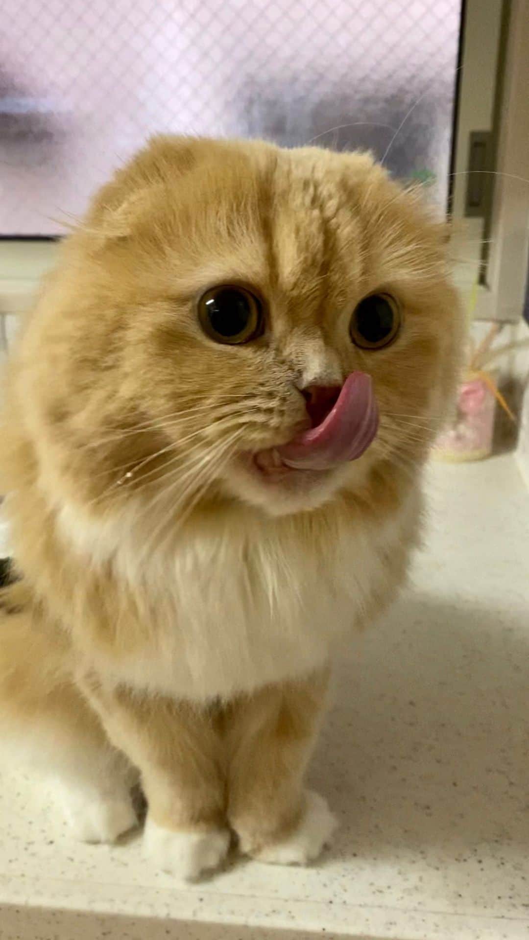 ベルのインスタグラム