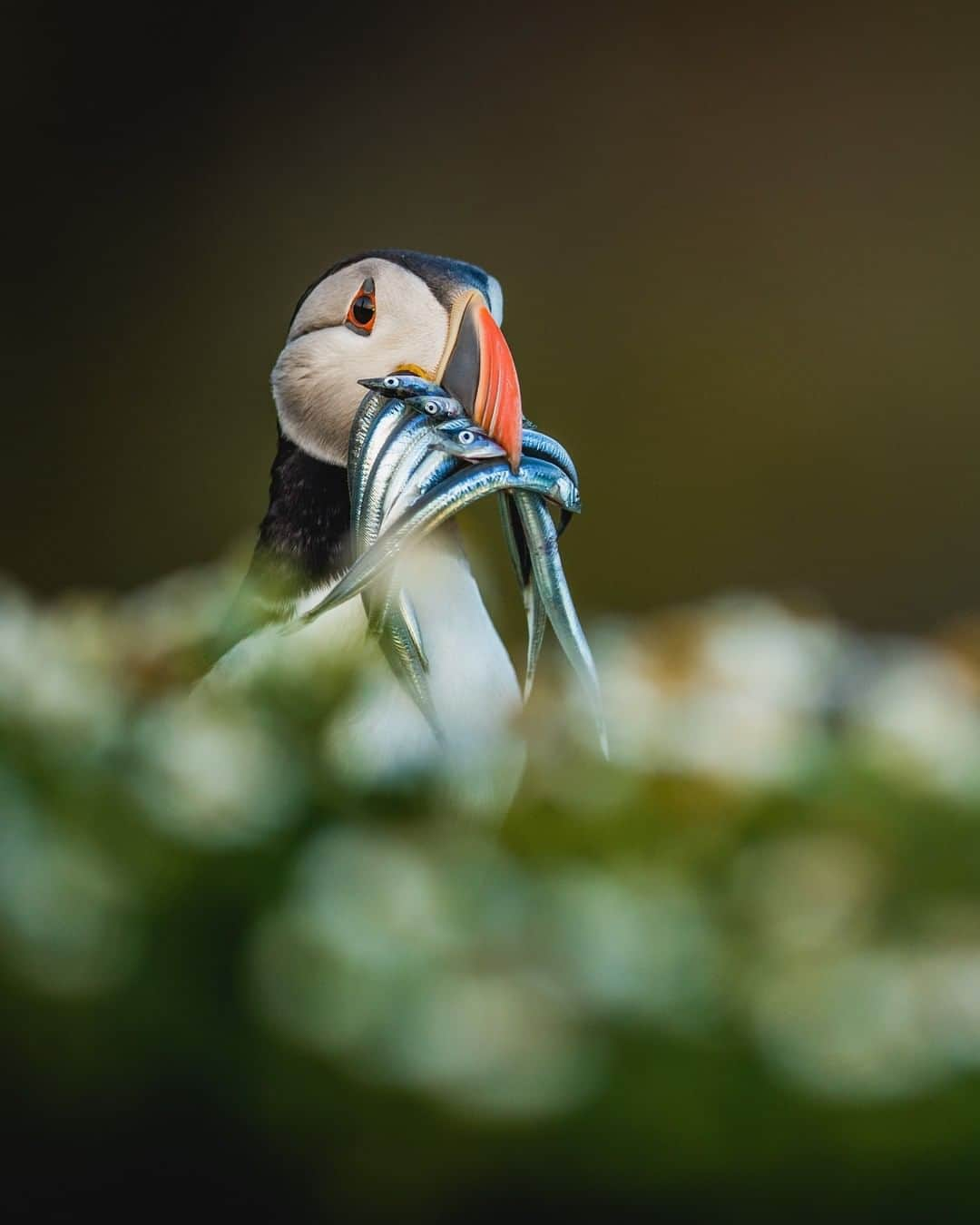 Discoveryさんのインスタグラム写真 - (DiscoveryInstagram)「Atlantic Puffin bringing home the evening’s catch of Sand-eels! 🧐 In order to find food, puffins dive into the ocean and grasp fish between their jaws before flying away. When searching for a meal, puffins have to choose between a single large fish or multiple smaller fish like these Sand-eels.     Photo + Caption: Sean Weekly (@seanweekly)  #puffin #naturephotography #wildlifeplanet #birdsofinstagram #lunchtime」12月11日 8時43分 - discovery