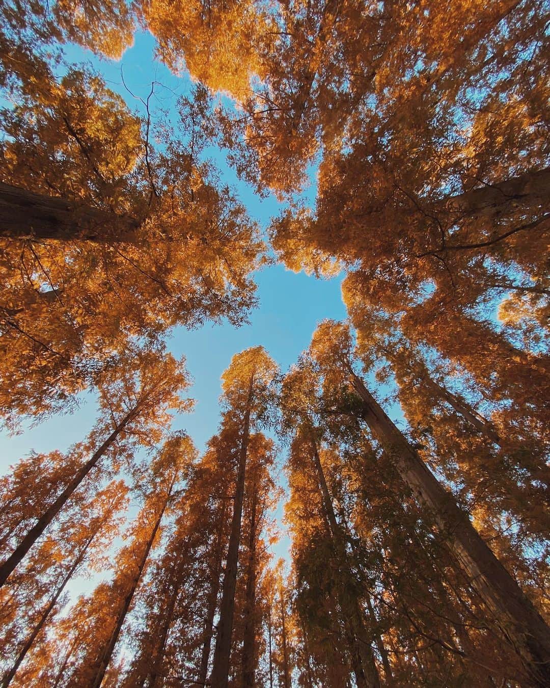 ima_ju / Jun Iのインスタグラム：「: : Look Up : : いろんなことに対して上を向いて歩こう : : ::」