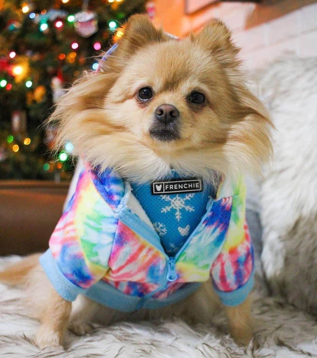 Regeneratti&Oliveira Kennelのインスタグラム：「This is what we call a groovy snowflake 🌈❄️😆We love seeing all the outfit combos you guys come up with! @iamwinstonpom . . SHOP only at www.frenchie.com 🛍❤️  . 🤩Get 10% off  with code  jmarcoz10 🐾 . . #frenchiepetsupply #frenchiesofinsta #pugsofinsta #frenchbulldog #frenchiesofinstagram #pug #frenchies #reversibleharness #frenchiehoodie #thedodo #frenchieharness #dogclothes #dogharness #frenchiegram #dogsbeingbasic #frenchieoftheday #instafrenchie #bulldogs #dogstagram #frenchievideo #cutepetclub #bestwoof #frenchies1 #ruffpost #bostonterrier #bostonsofig #animalonearth #doghoodie #dogs」