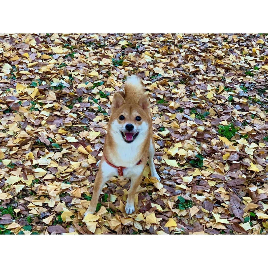 VANRIのインスタグラム：「* 今日も１日笑顔でファイティンです☺︎🍂 素敵な週末を♡ #豆柴 #柴犬 #日本犬 #しばすたぐらむ　 #枯葉のカサカサ音大好き #ご機嫌はなびさん」