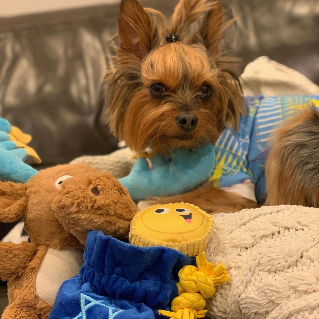 BarkBoxのインスタグラム：「HAPPY FIRST NIGHT OF HANUKKAH ✨ brought to you by @Ruby.Off.The.Rails and our new Hanukkah toys at @target!!」