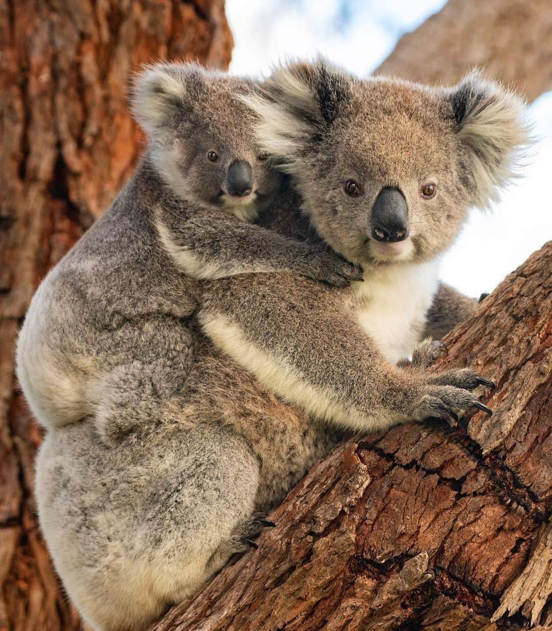 Australiaさんのインスタグラム写真 - (AustraliaInstagram)「The cutest form of hitchhiking 😍🐨 @justin_cally was touring the south west of #Victoria when he spotted this little fellow clinging onto his mumma. This area is home to a wild koala population and it’s a treat to see them in their natural habitat, so don’t forget to look up while you’re exploring the bushland! Meanwhile, in the east of #Victoria which was heavily affected by bushfires earlier in the year, some very happy koalas are being released back into the wild after 10 months of rehabilitation, which we think is pretty special 💕 #seeaustralia #visitvictoria #holidayherethisyear」12月11日 19時00分 - australia