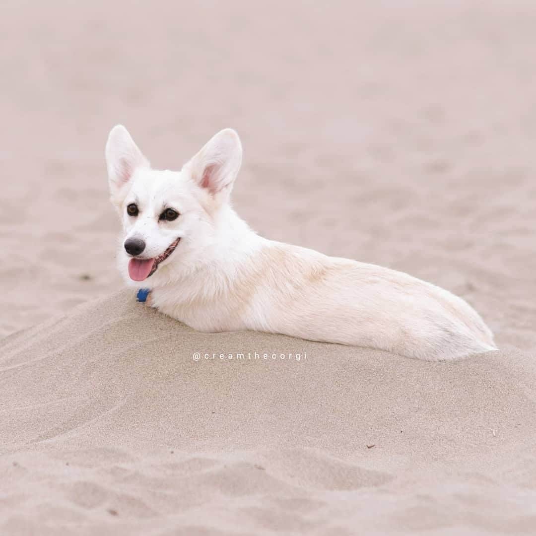 8crapさんのインスタグラム写真 - (8crapInstagram)「Fluffy sand sculpture - 📷 @creamythecorgi - #barked #dog #doggo #Corgi」12月11日 19時00分 - barked
