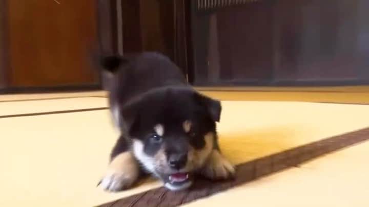 天才！志村どうぶつ園のインスタグラム